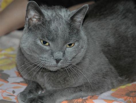 The average lifespan of burmese cats is 18 to 25 years and that is certainly much longer than most of the cats. Gatos Chartreux. MundoGatos.com