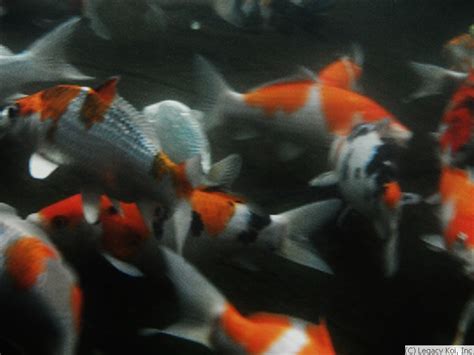 Legacy Koi - Fine Hand-Selected Japanese Koi from the Finest Breeders
