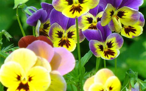 Wallpapers Pansy Flowers Wallpapers