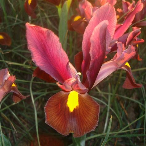 Every day a new iris flower is blooming in my garden. Buy Dutch iris bulbs Iris 'Red Ember' | Dutch iris, Bulb ...