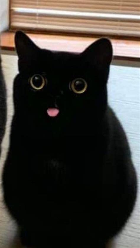 Cat With Tongue Out Meme Karey Stroud