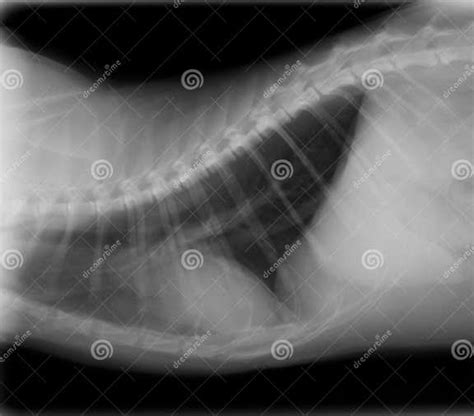 Xray Of Cat Chest Stock Photo Image Of Radiograph Xray 30749632