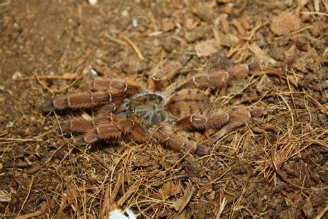 Phormingochilus Sp Rufus Peach Earth Tiger Tarantula — Arachnid Rarities