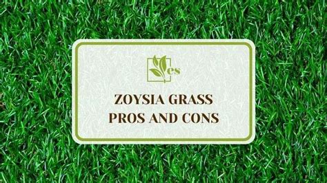 Zoysia Grass Pros And Cons A Complete Guide For Beginners Evergreen