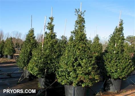 It produces abundance of tiny, white flowers in spring that are followed by attractive berries in autumn. Blue Maid Pyramidal Holly 8-12' tall x 4-6' wide evergreen ...