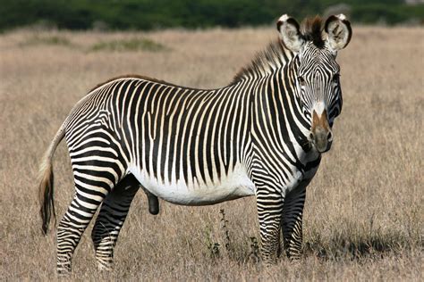 Grevys Zebra Facts History Useful Information And Amazing Pictures