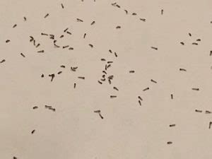 Yes, bed bugs can scale walls and even crawl across ceilings to find a hiding spot (or food). tiny bugs on walls and ceiling | Nakedsnakepress.com