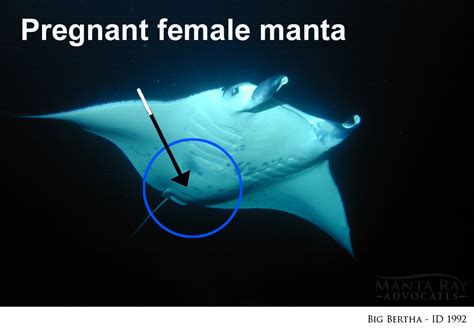 Are Manta Rays Facing Extinction Manta Ray Advocates Hawaii