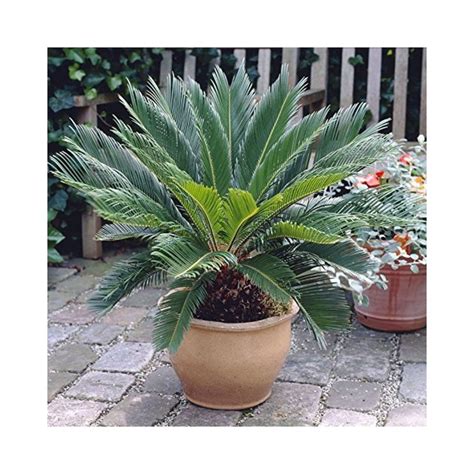 Sago Palm Prices How Do You Price A Switches