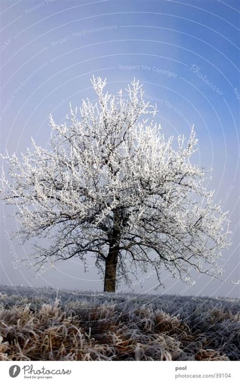 Baum Im Raureif Winter Ein Lizenzfreies Stock Foto Von Photocase