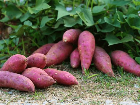 How to Grow Purple Sweet Potatoes - Plant Instructions