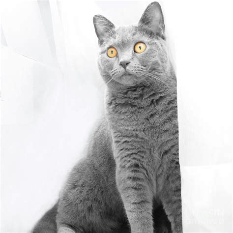 Startled Chartreux Cat Sc By Elisabeth Lucas Chartreux Cat Chartreux