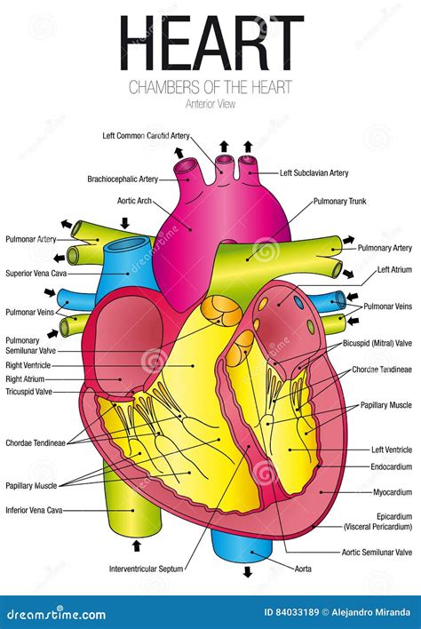 Chart Of Heart Anterior View With Parts Name Cartoon Vector