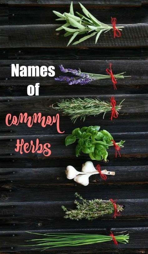 Herb Identification Identifying Fresh Herbs Free Gardening Printable