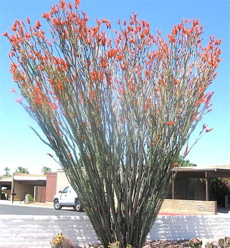 Fouquieria Splendens Ocotillo In Bloom Horticulture Unlimited