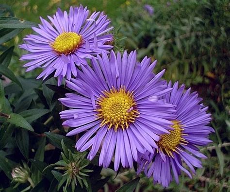 Beyond The Fields We Know Purple Daisies