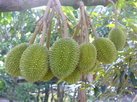 Cai Mon Durian Dailoc Vina