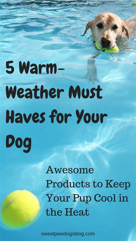 5 Warm Weather Must Haves For Your Dog Your Dog Warm Weather Dogs