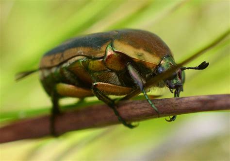 June Beetle Learn About Nature