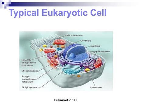 Eukaryotic Cells Definition Characteristics Structure