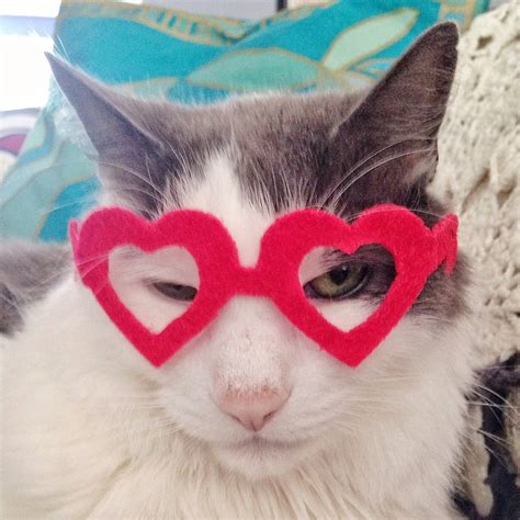 Heart Shaped Glasses For Cats My Kitty Valentine Cat Glasses