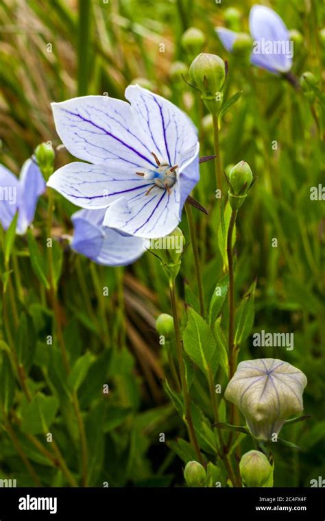 Platycodon Grandiflorus Perlmutterschale A Pink Herbaceous Perennial