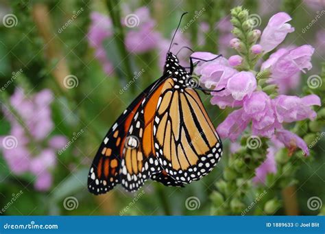 Perched Monarch Butterfly Stock Image Image Of Landed 1889633