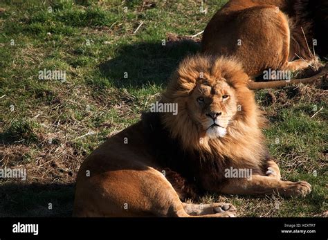 Male Lion Sitting In The Sun Stock Photo Alamy
