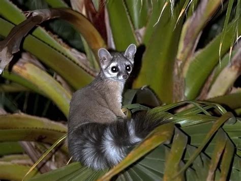 A Wild Ringtail Cat The Arizona State Mammal In A Palm Tree