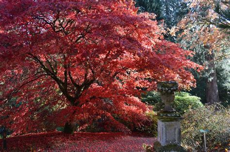 Garden Of The Season Dawyck Botanic Garden Discover Scottish Gardens