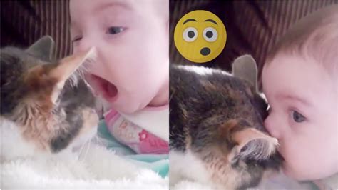Cute Baby Biting The Cats Face 😱 Compilations Cloudsei Youtube