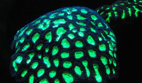 Why Do Deep Sea Corals Glow Australian Geographic