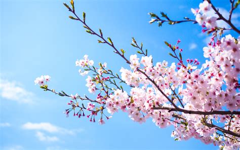壁紙 ピンクの桜の花、青空、春 3840x2160 Uhd 4k 無料のデスクトップの背景 画像