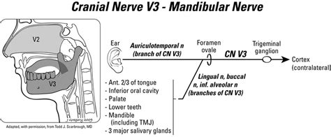Primary And Referred Otalgia Pathways Of The Mandibular Nerve V3