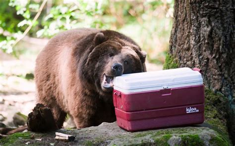Learn About Bears At Northwest Trek Travel Outdoors