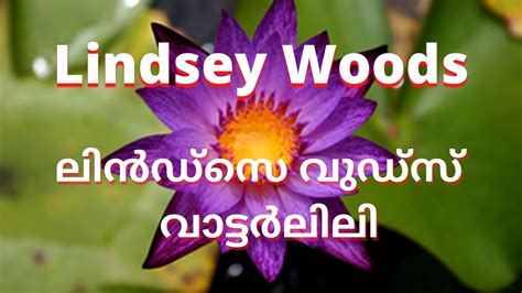 Lindsey Woods Telegraph