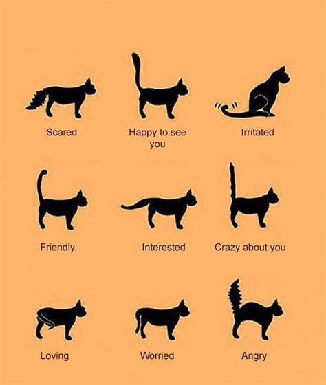Cat Body Language Examples And Pictures Perros Y Gatos Tiernos Gatos Gatos Bonitos