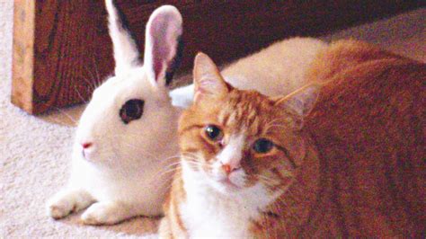 Cute Rabbits Playing With Cats Compilation New Youtube