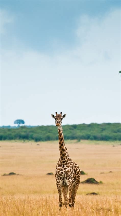 Maybe you would like to learn more about one of these? Giraffe Wallpapers Images Photos Pictures Backgrounds