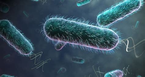 Escherichia coli (abbreviated as e. Escherichia coli: uma ferramenta importante para a ...