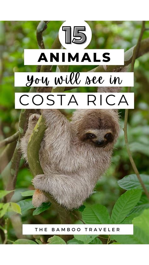 Where To See Sloths In Costa Rica Artofit