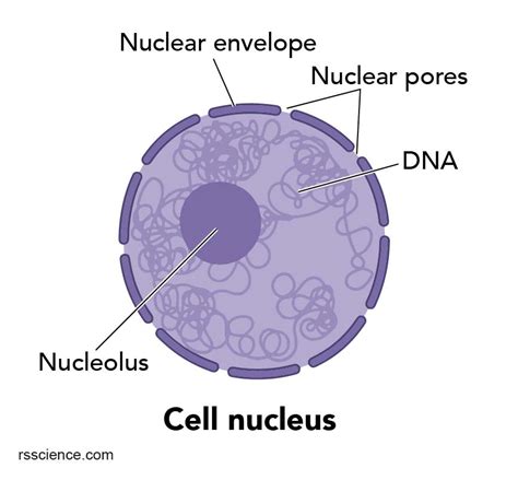 Its roles include regulating all activity such as cellular metabolism and growth in addition to storing and maintaining the cell's dna for transcription and replication. Cell Organelles and their Functions - Rs' Science