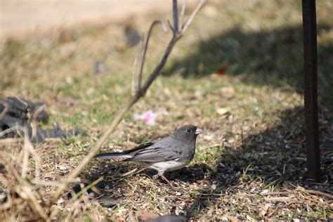 Dark Eyed Junco At My Bird Feeders Saline Michigan Ap Flickr