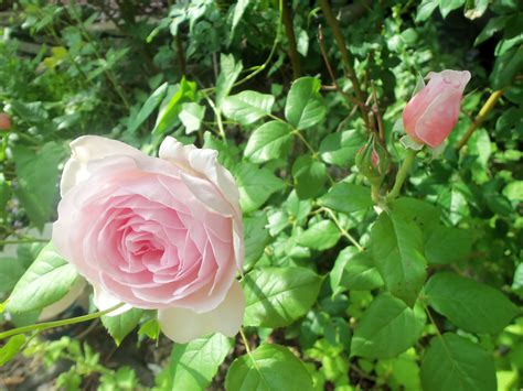 David Austin Heritage Rose Is The Most Fragrant Rose In My Rose Garden