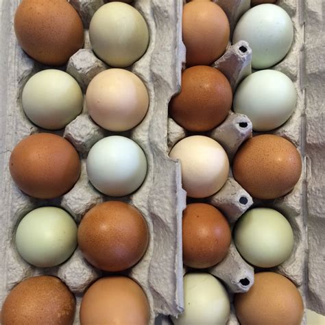 Free Range Eggs Dozen