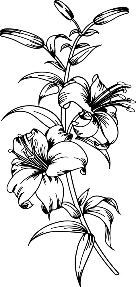 Lily Svg Lily Flower Svg Flower Svg Lily Svg Files For Cricut Lily