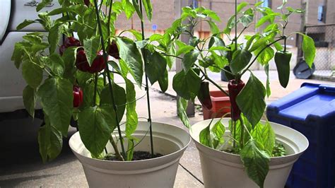 Growing Peppers In Containers Harvest Youtube