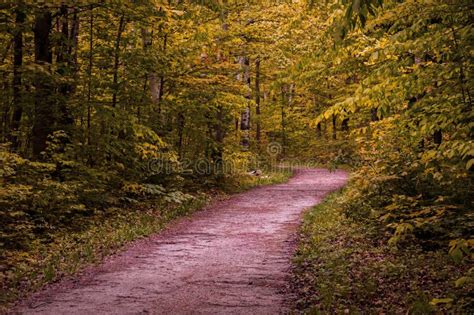 Winding Forest Wooden Path Walkway Through Wetlands Ontario Canada