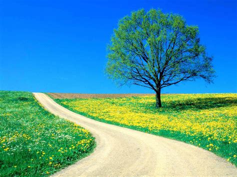 Simple Spring Nature Scene Free Ppt Backgrounds For Your