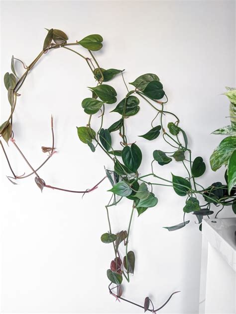 The Easiest Way To Vine Houseplants On Wallsanyone Can Do It